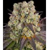 Barney's Farm Purple Punch x Lemon Drizzle 3 pcs