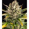 Barney's Farm Strawberry Cheescake Auto 10 pcs