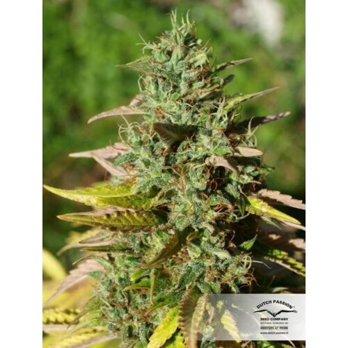 Dutch Passion Seed Company Mazar  10 seeds