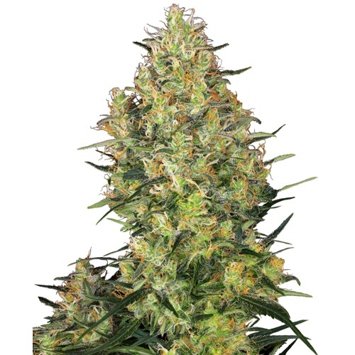 Sensi Seeds Shiva Skunk