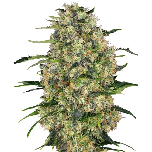 Sensi Seeds Black Domina Regular 