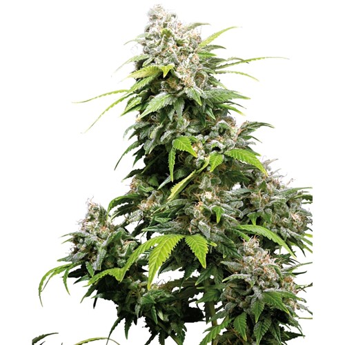 Sensi Seeds California Indica Regular