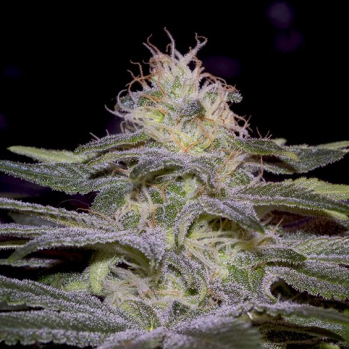 Paradise Seeds Sensi Star 