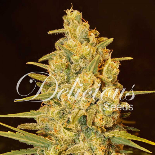 Delicious Seeds Critical Sensi Star 