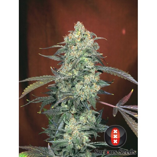 Serious Seeds AK-47