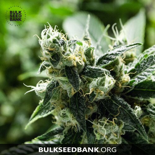 Bulk Seed Bank Auto CHRONICAL