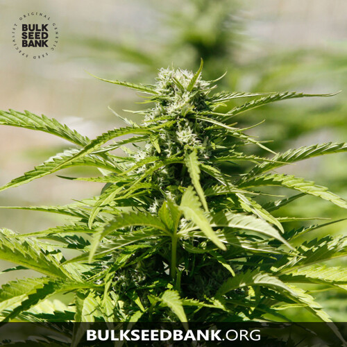 Bulk Seed Bank Auto MAZAR EXTRA