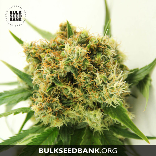 Bulk Seed Bank Auto ORIGINAL ORANGE BUD from 17,5.-€