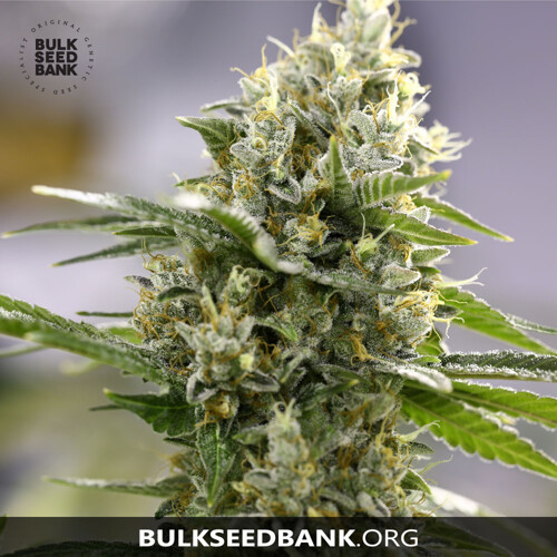 Bulk Seed Bank Auto PERFECT POWER PLANT from 17,5.-€