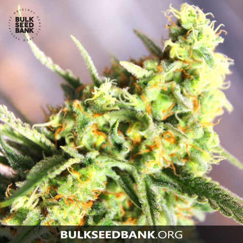 Bulk Seed Bank Auto SOUR DIESEL 17,5.-€-tól