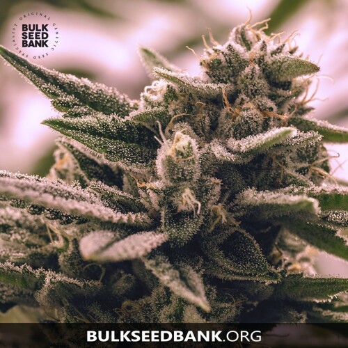 Bulk Seed Bank Auto WHITE WIDOW 10 Seeds