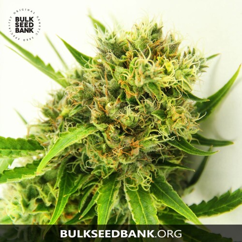 Bulk Seed Bank AK 10 Seeds