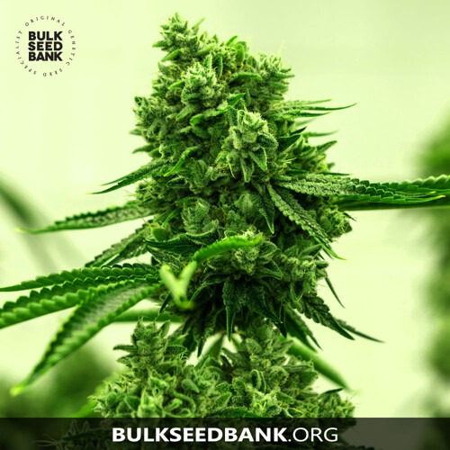 Bulk Seed Bank AMNESIA HAZE 100 Seeds