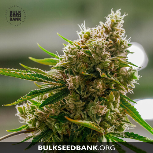 Bulk Seed Bank AMNESIA PLATINUM od 17,5.-€