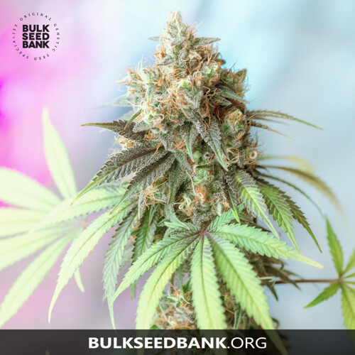 Bulk Seed Bank BIGGER BUD 5 ks