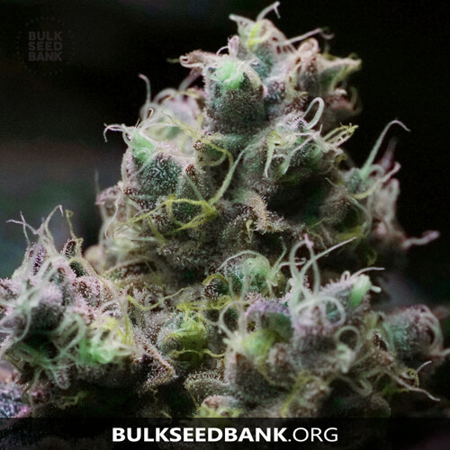 Bulk Seed Bank BLUEBERRY BERRY od 17,5.-€