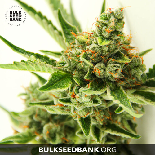 Bulk Seed Bank CRITICAL MASS from 17,5.-€