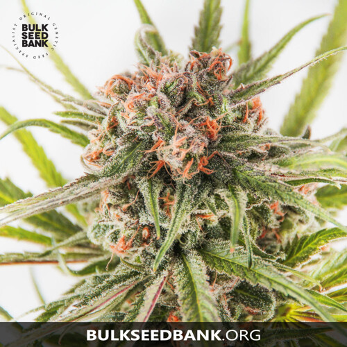 Bulk Seed Bank DARK DOMINA 10 seeds