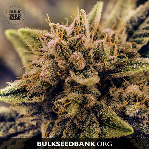 Bulk Seed Bank GUERILLA GLUE 100 ks