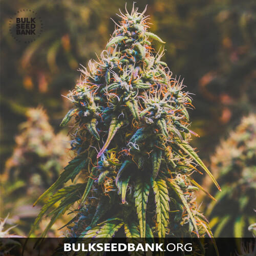 Bulk Seed Bank MOBY BIG 10 Seeds