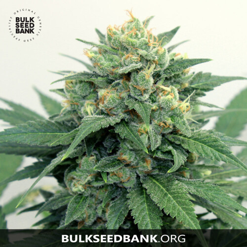 Bulk Seed Bank OG KUSH 10 seeds