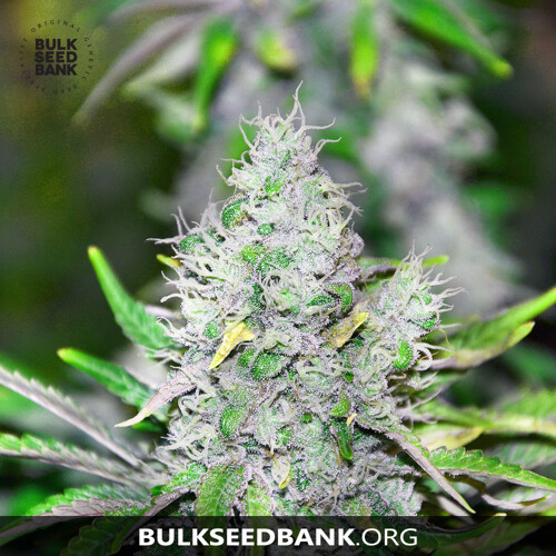 Bulk Seed Bank SPECIAL LIME HAZE 10 Seeds