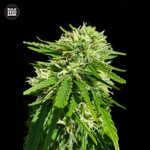 Bulk Seed Bank CBD GOOD WILD SHARK from 17,5.-€