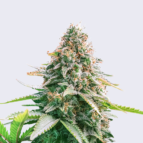 Bulk Seed Bank Auto Gelato Samba od 17,5.-€