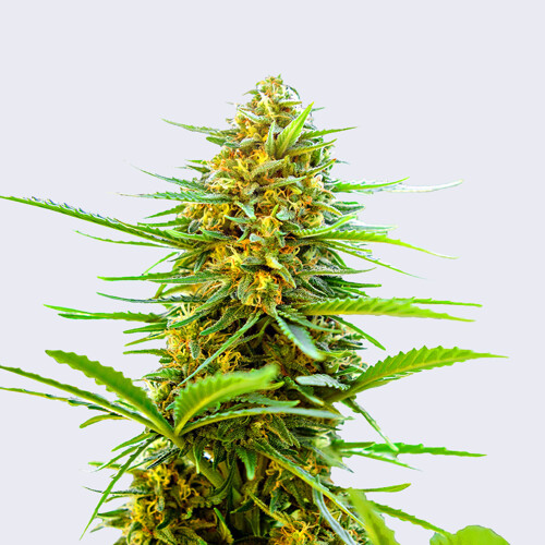 Bulk Seed Bank Auto Banana Monkey ab 17,5.-€