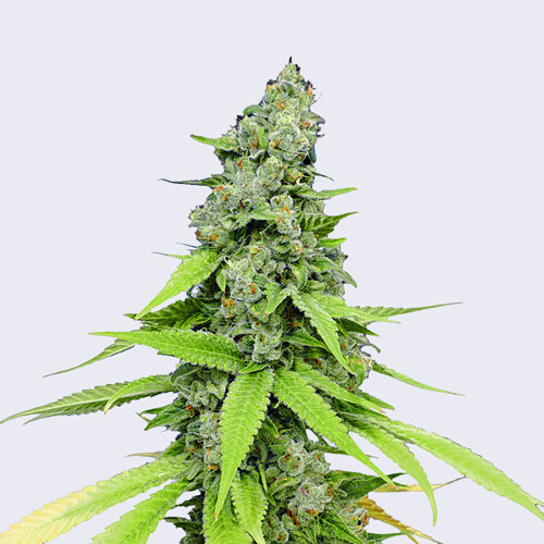 Bulk Seed Bank Auto Grande Crack from 17,5.-€