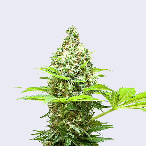 Bulk Seed Bank Sherbet Power ab 17,5.-€