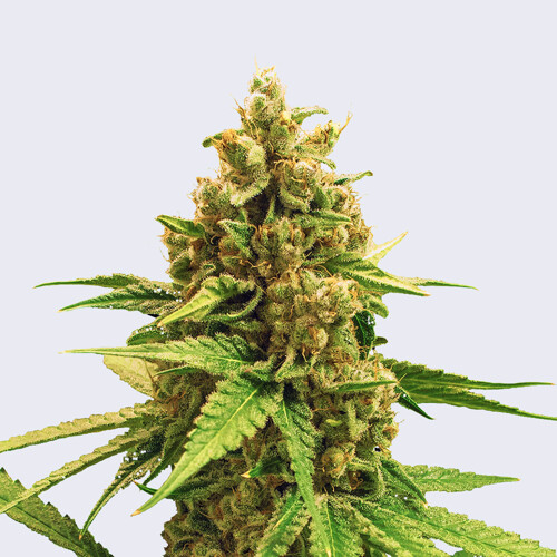 Bulk Seed Bank Winning Cake 10 Seeds