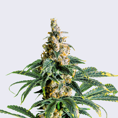 Bulk Seed Bank Zkittly Zi Zi od 17,5.-€