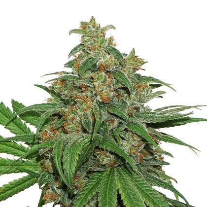 Seedstockers AK 420