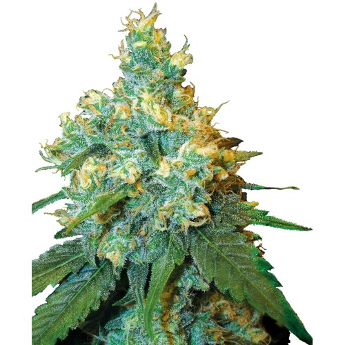 Sensi Seeds Jack Herer