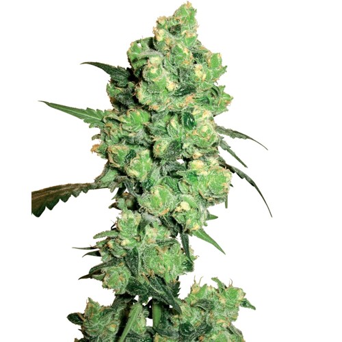 Sensi Seeds Super Skunk