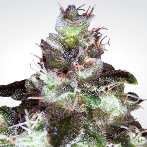 Paradise Seeds Original White Widow (IBL)