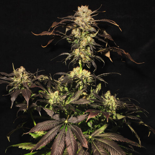 Paradise Seeds White Berry