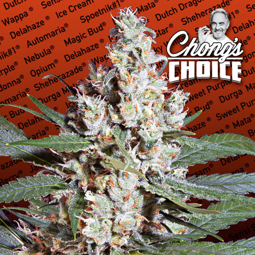 Paradise Seeds Chongs Choice L.A. Amnesia