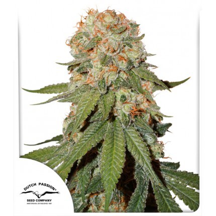 Dutch Passion Seed Company Orange Bud 10 seeds