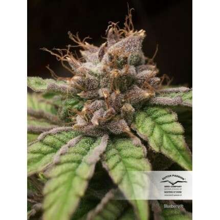 Dutch Passion Seed Company Blueberry  5 seeds