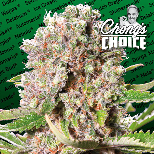 Paradise Seeds Chongs Choice Mendocino Skunk