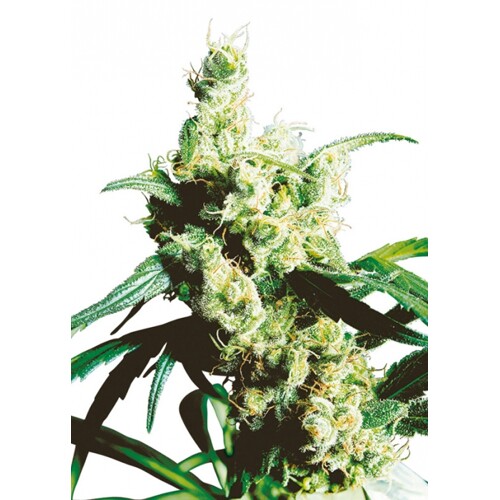 Sensi Seeds Silver Haze