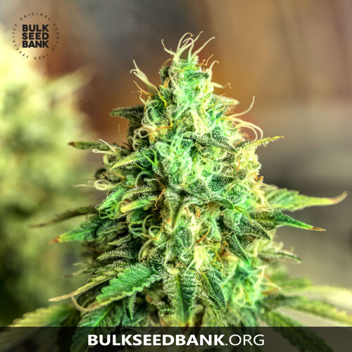 Bulk Seed Bank Auto Sweet Tooth od 17,5.-€