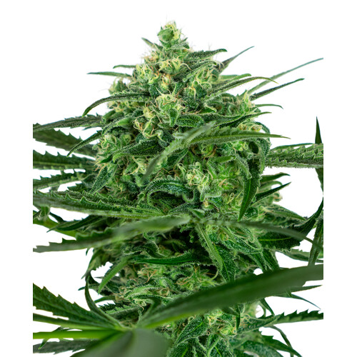 Sensi Seeds Sensi Amnesia