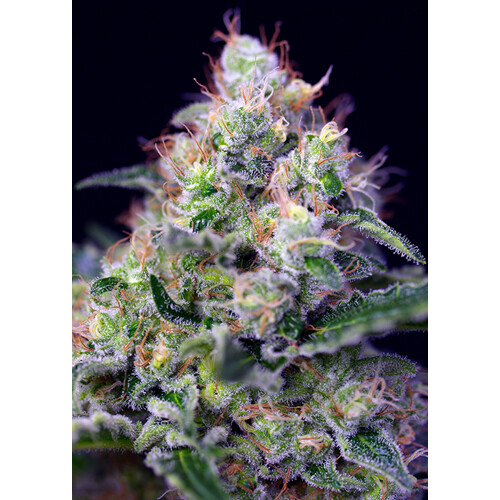 Sweet Seeds Cream Caramel F1 Fast Version