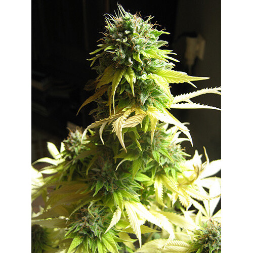 Seedsman Somango