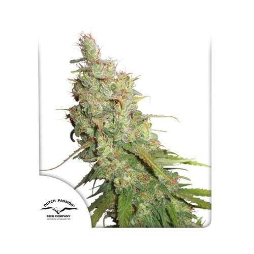 Dutch Passion Auto Desfrán ab 30.- €