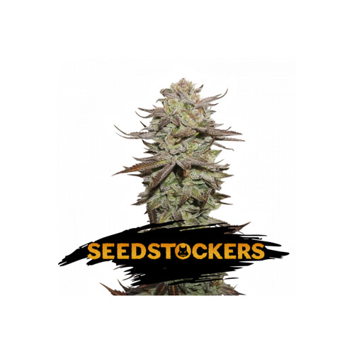 Seedstockers Sticky Fingers Autoflower