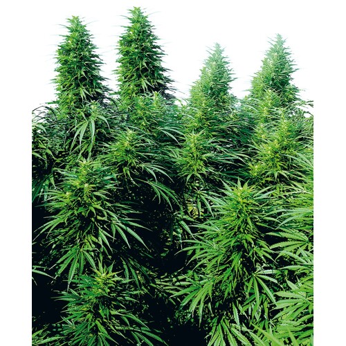 Sensi Seeds Ruderalis Skunk Regular